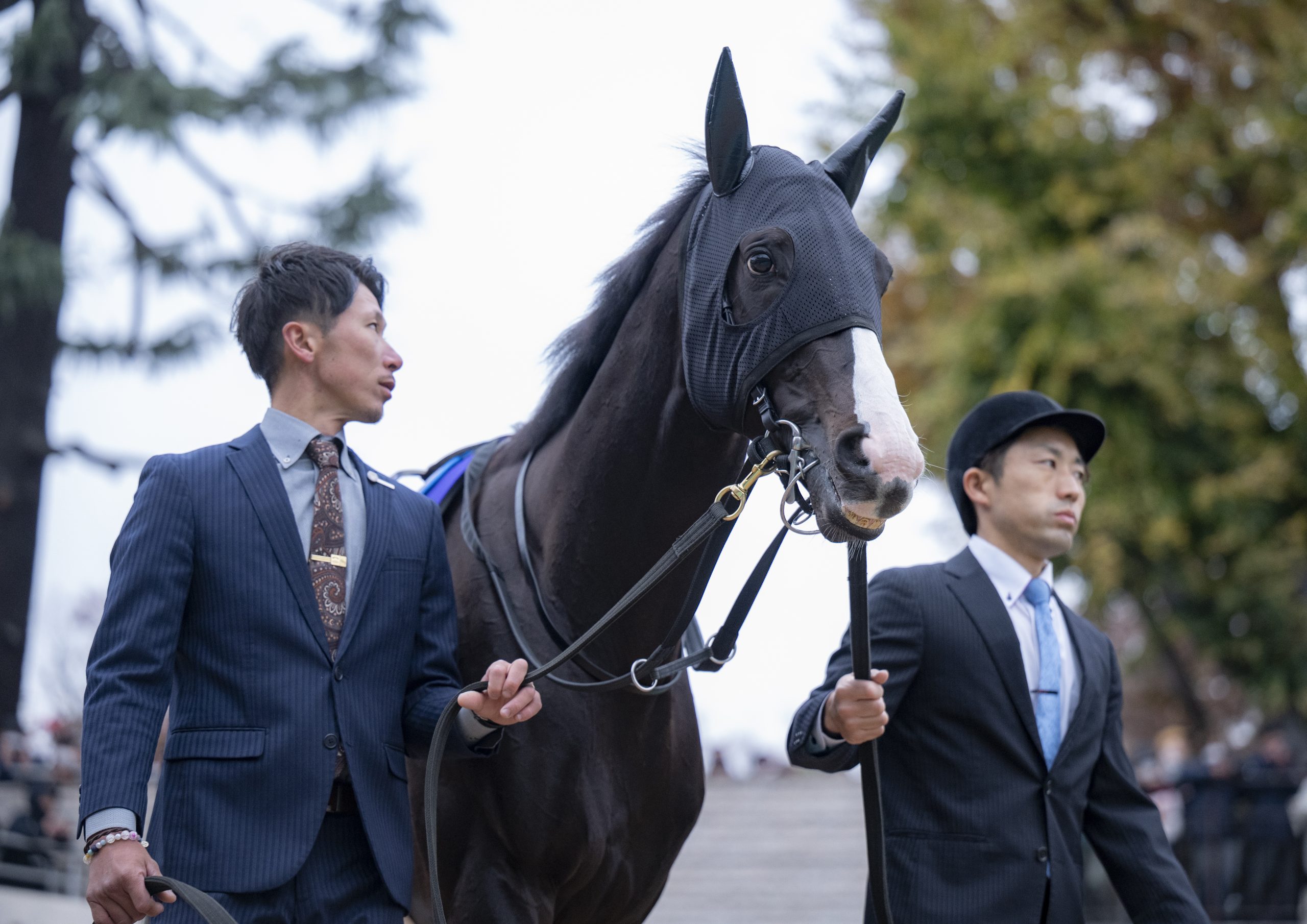 オンラインストア限定 ホープフルＳ登録馬】〝凱旋門賞馬の弟〟シン